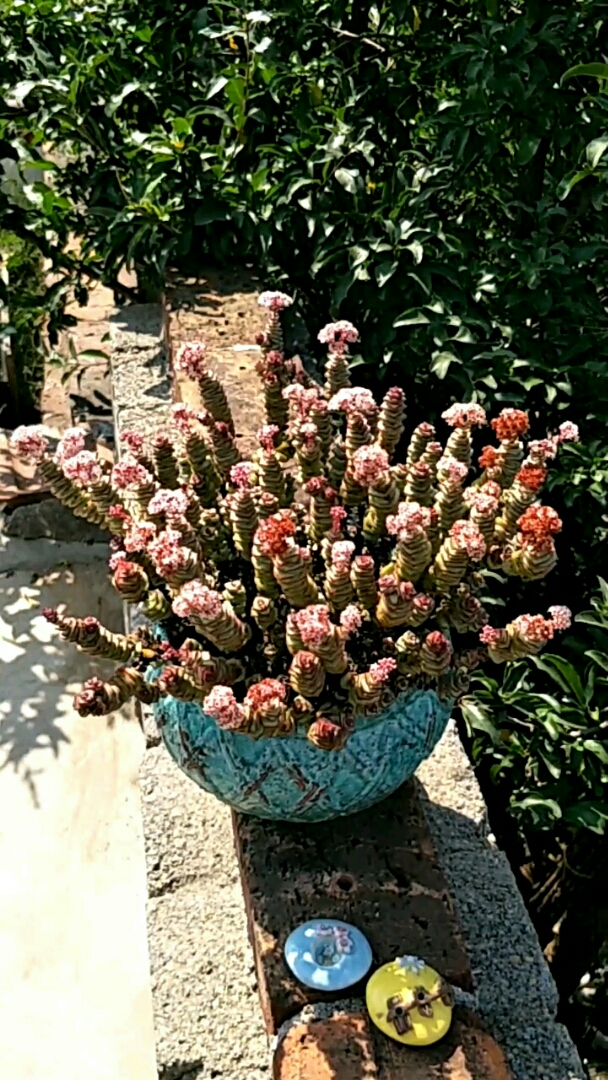 #我怎么这么好看#钱串子开花!见着发财哦!爱你们!