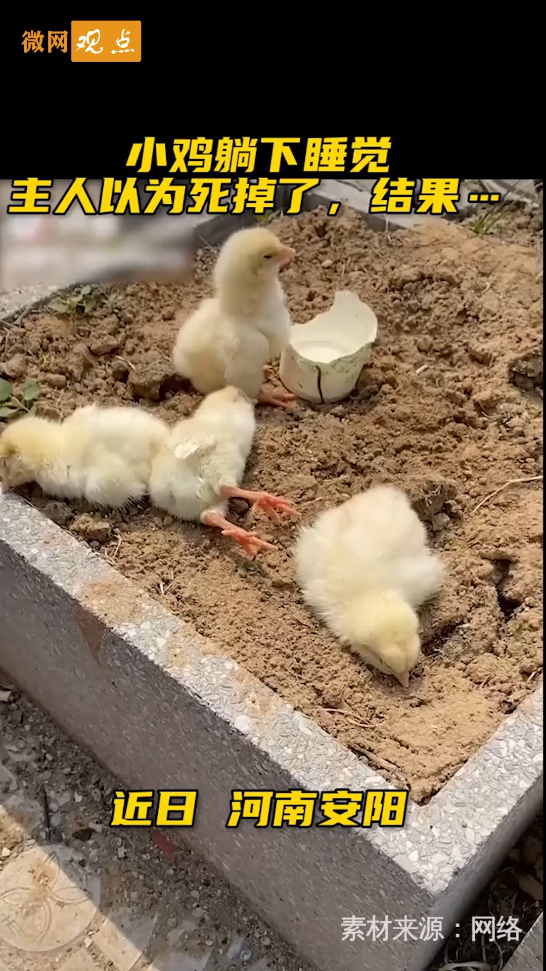 #搞笑萌宠#鸭：我就睡会儿