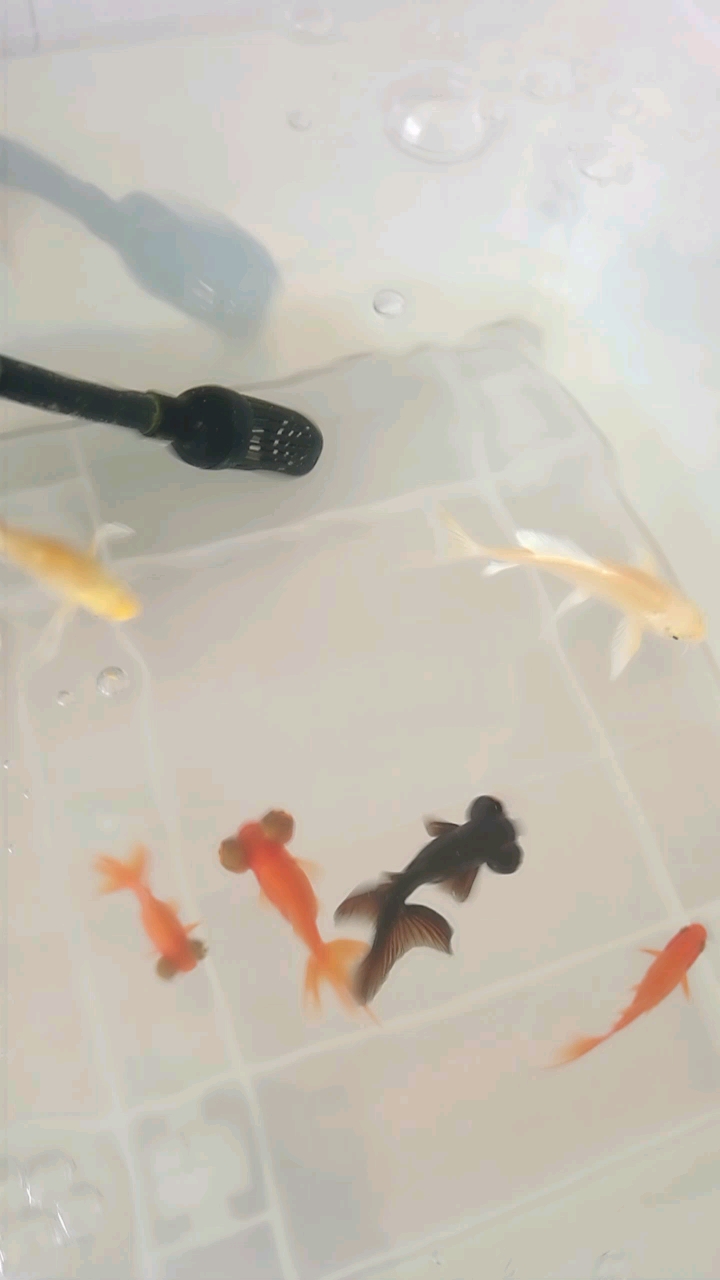 摇摇摆摆每天游泳的鱼
