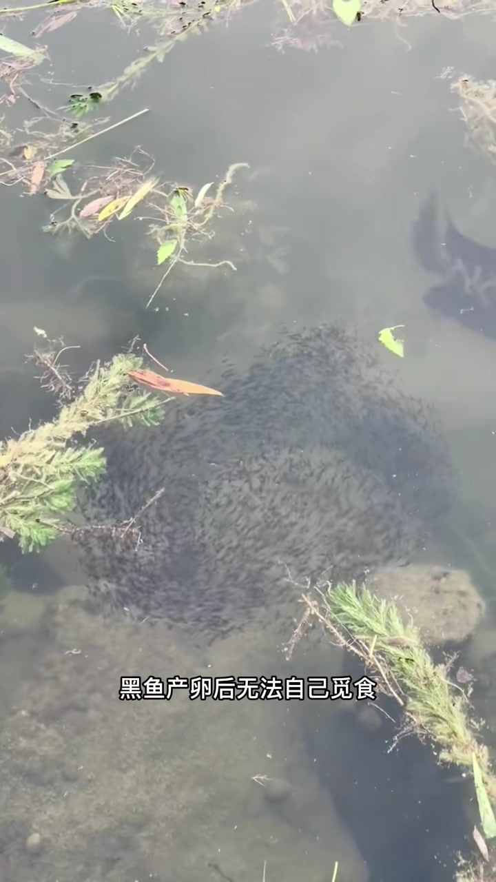 黑鱼我不孝顺,我妈顾家