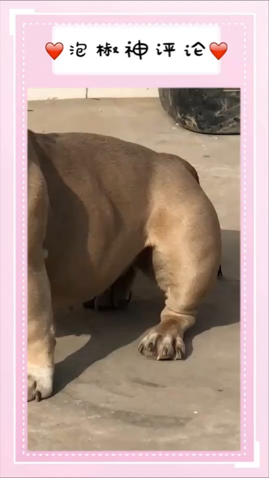 狗子大了,给狗子取个响亮的名字!