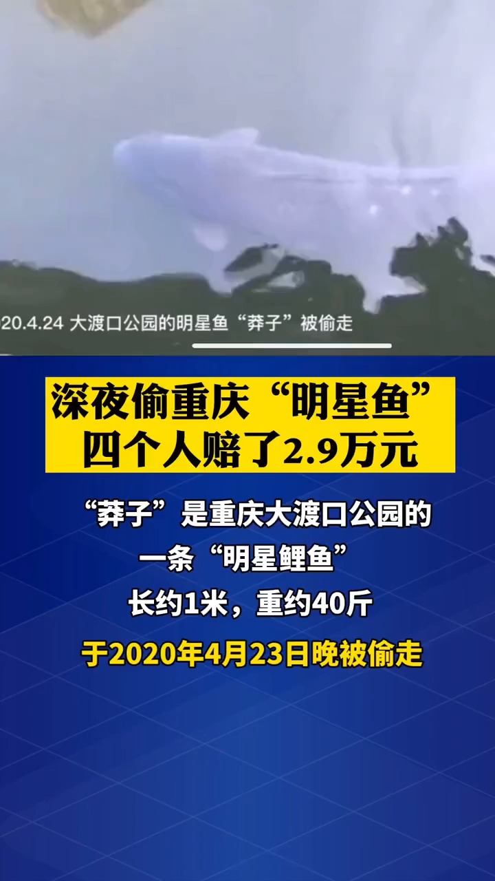 偷重庆莽子鱼的四个人赔了2.9万元,已到账!