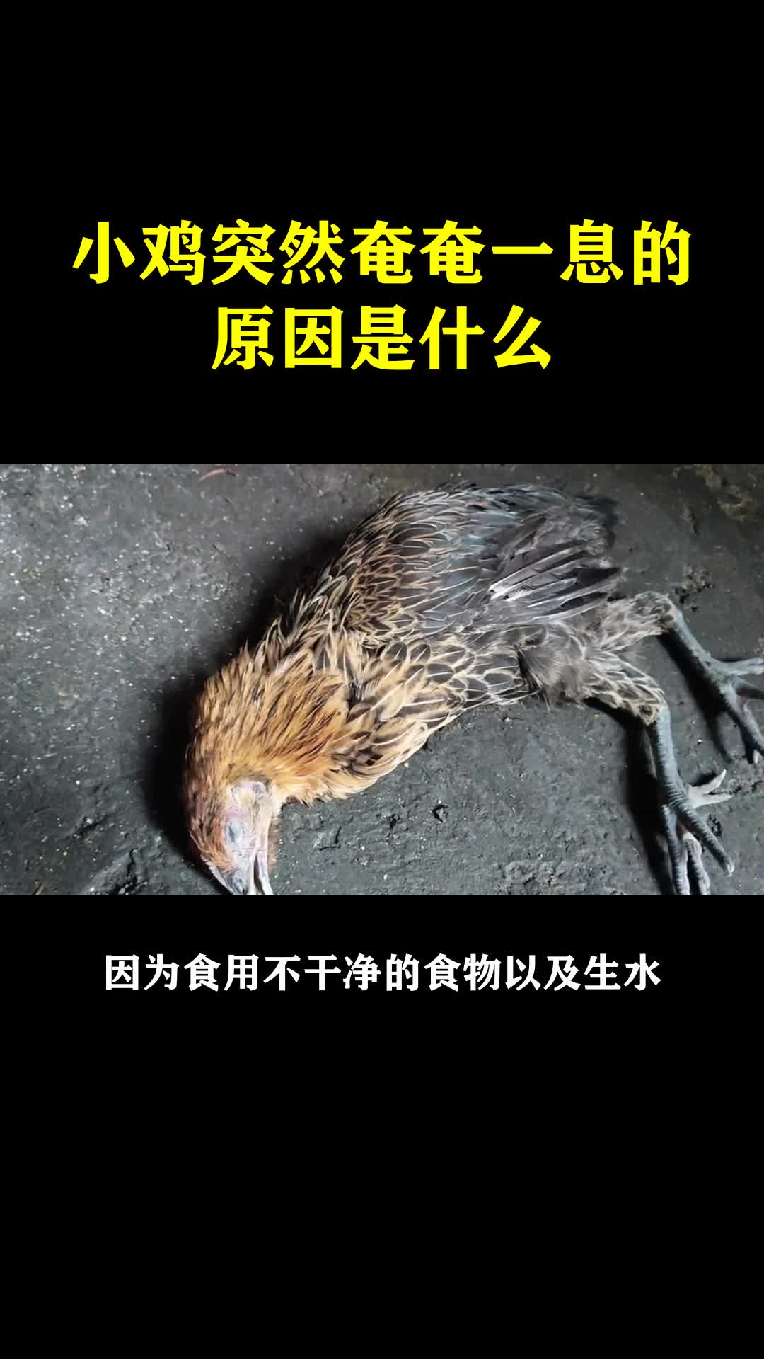 小鸡突然奄奄一息的原因是什么