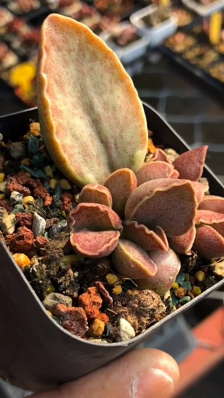 多肉的名字叫芒果布丁,起的真是千奇百怪