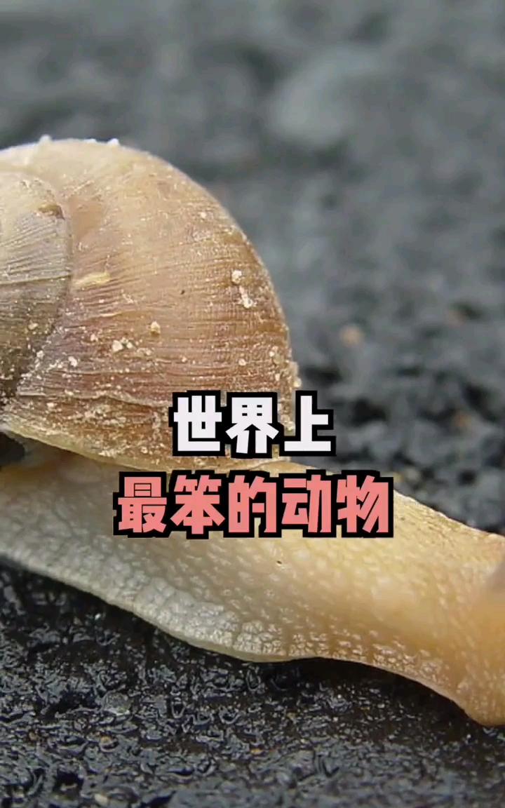 #动物世界#