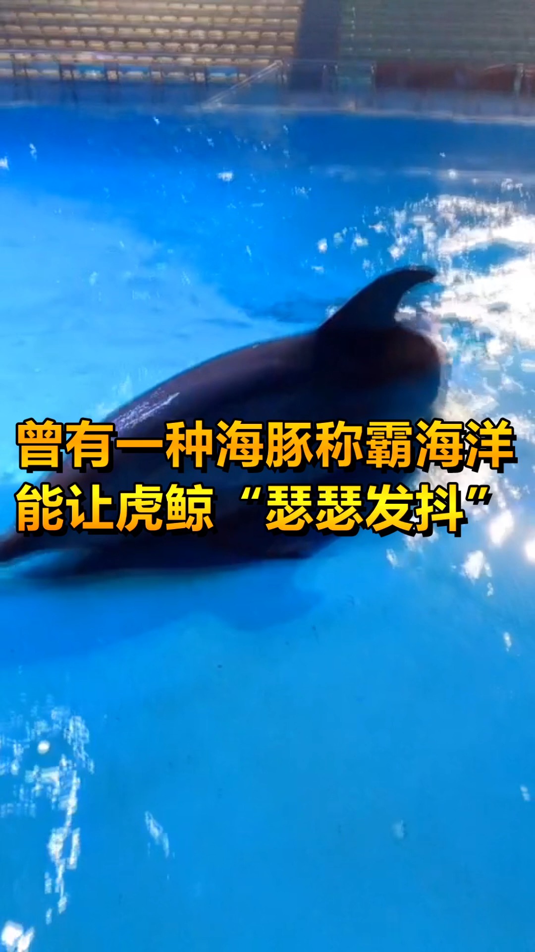 #奇趣#虎鲸见了都会害怕的生物，海洋的霸主，是这个生物的祖先！