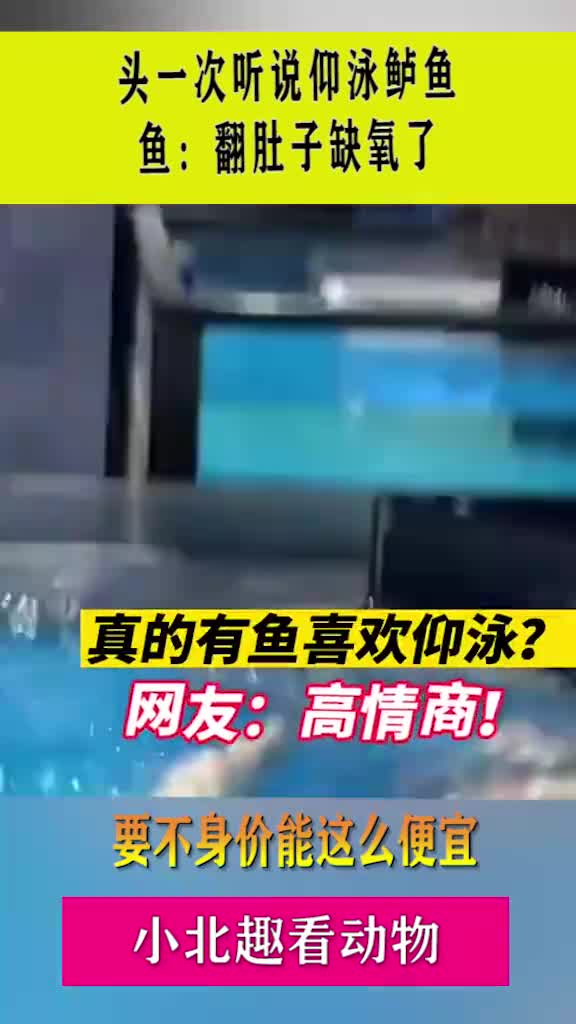 头一次听说仰泳鲈鱼,鱼翻肚子缺氧了,要不身价能这么便宜