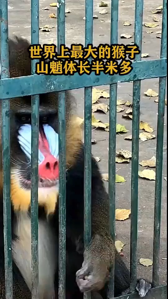 世界上最大的猴子,山魈体长半米多