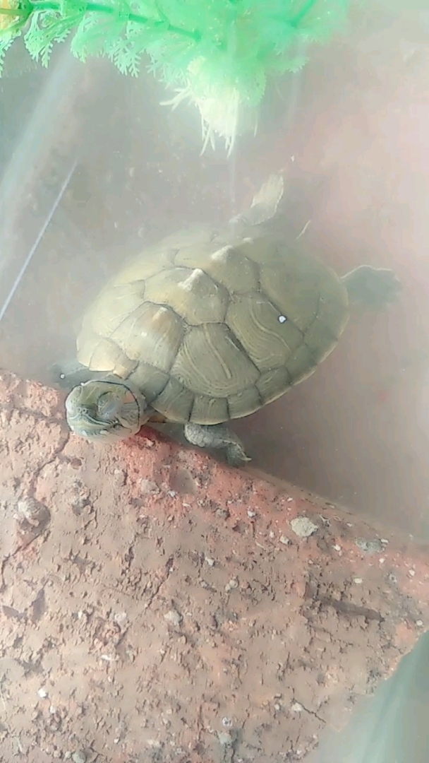小乌龟吐泡泡