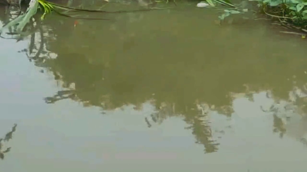#娱乐#垂钓:鲶鱼嘴大不挑食!钓着就是带劲!