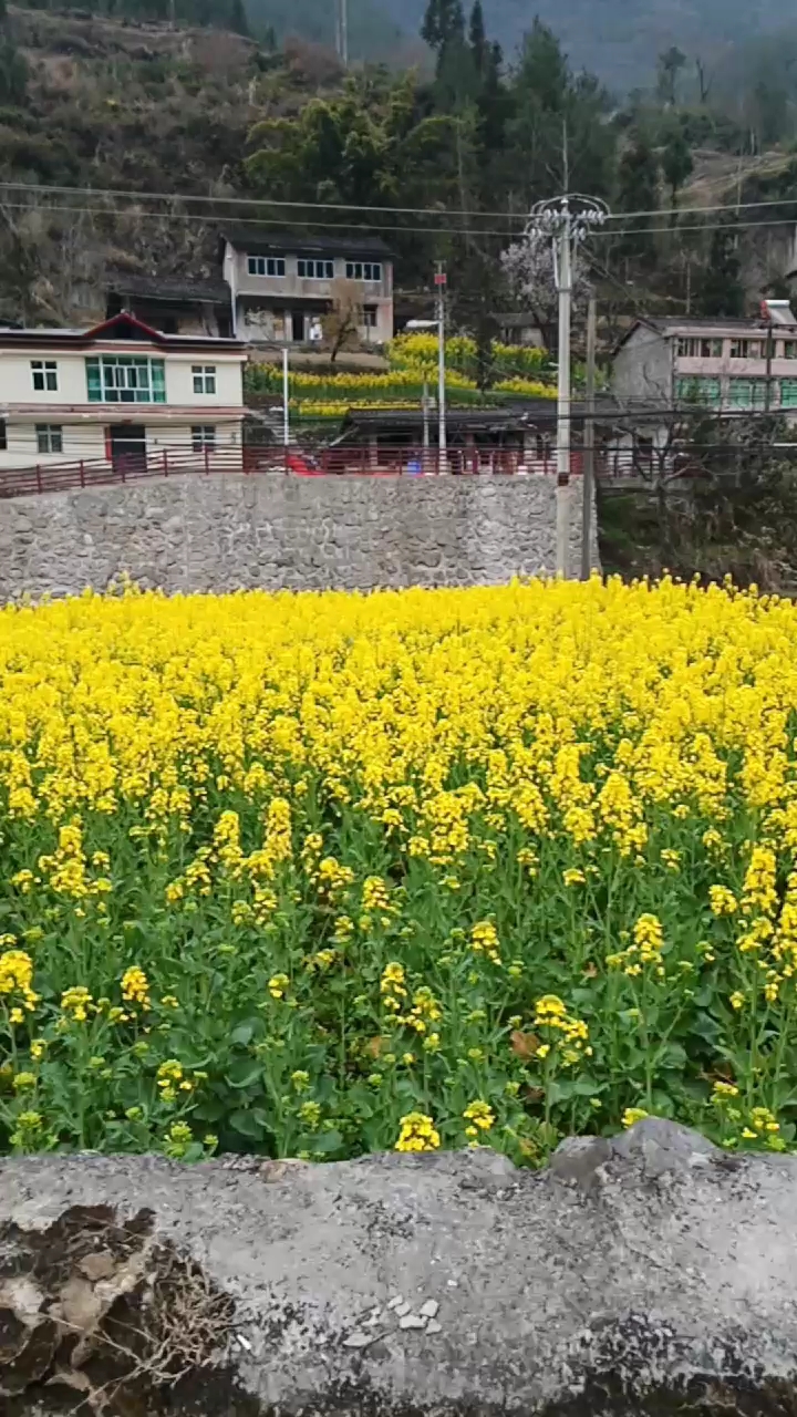 菜子花花菲菲黄
