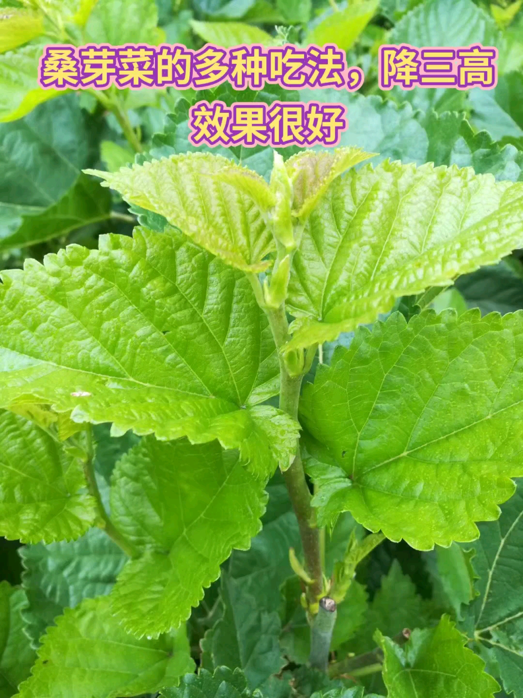 桑芽菜的多种吃法5降三高效果很好