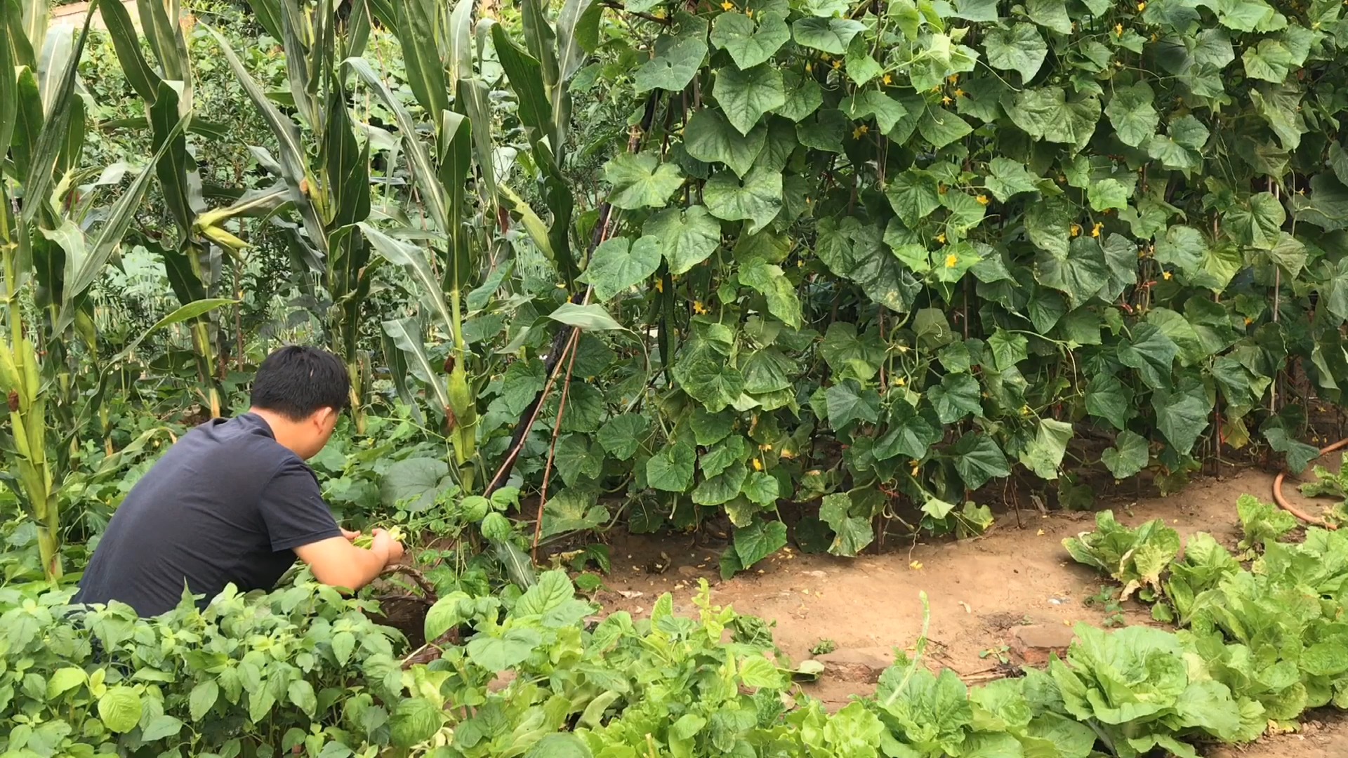 #夏食记#空心菜的这种吃法,你一定没吃过,现在还有谁家厨房有猪油?