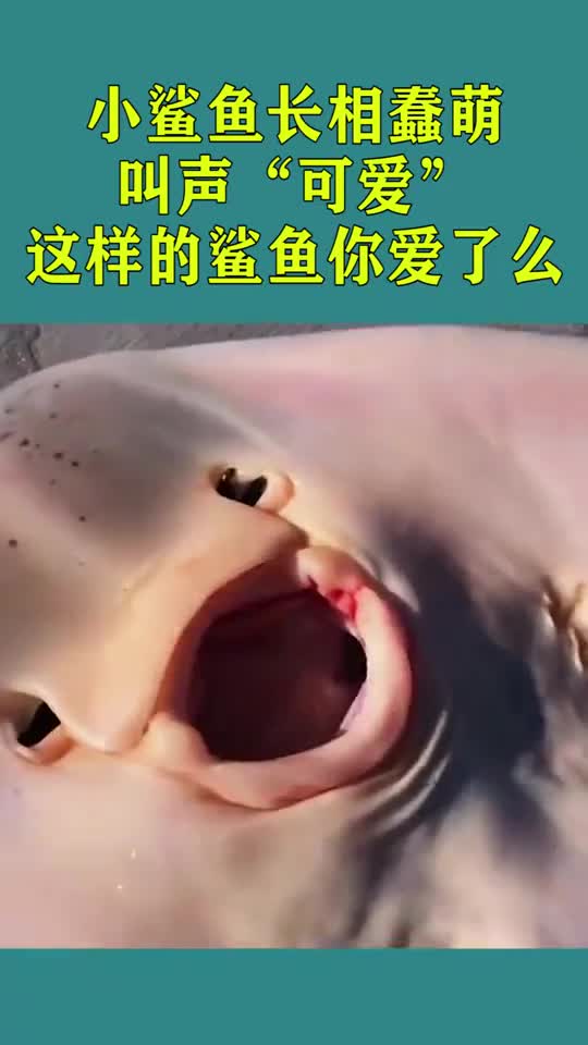 小鲨鱼长相蠢萌,叫声非常“可爱”这样的鲨鱼你爱了吗
