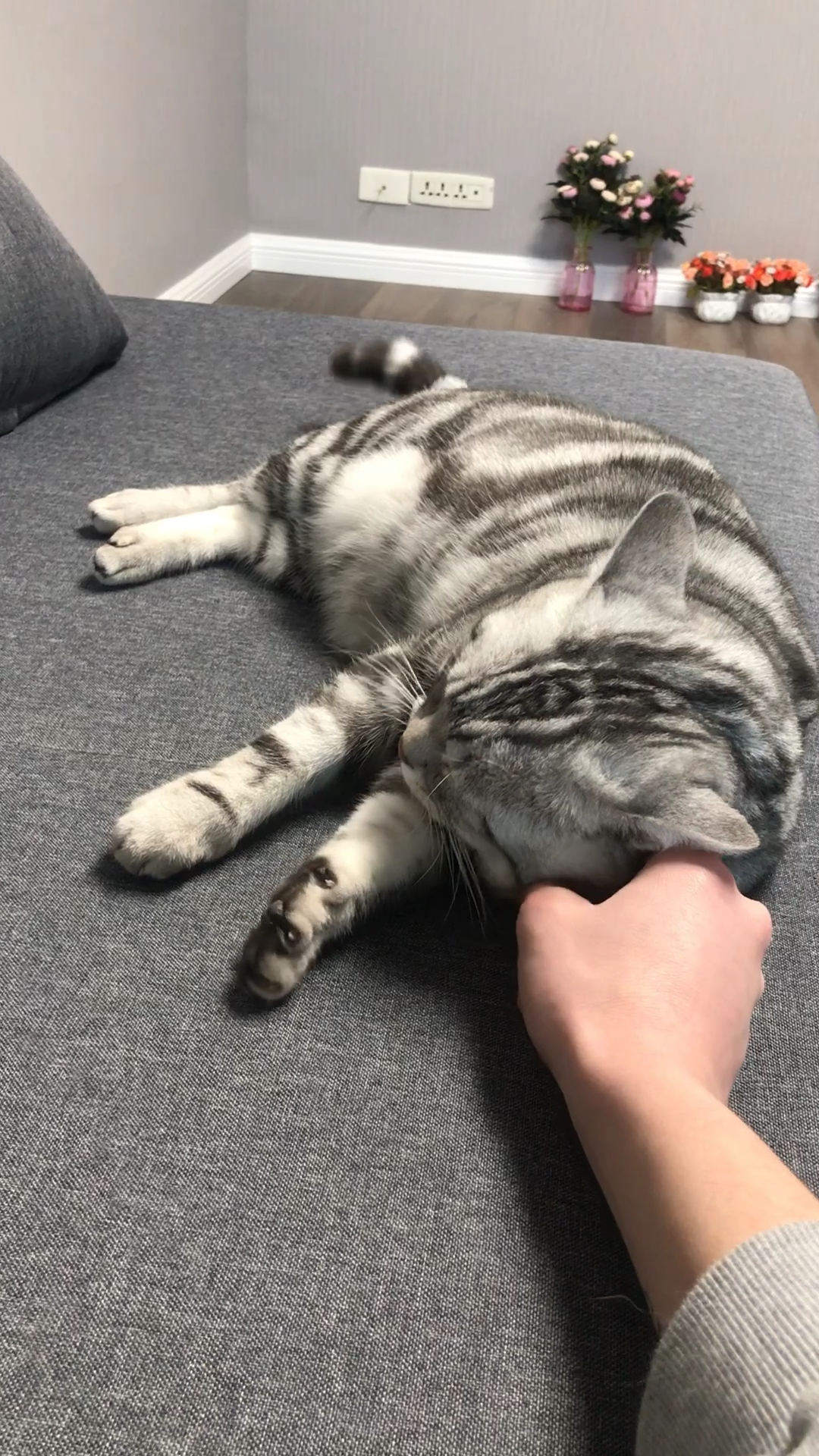介绍一下我们家的三只可爱的猫咪,喜欢安生的扣1,七月扣2,小鱼儿扣3