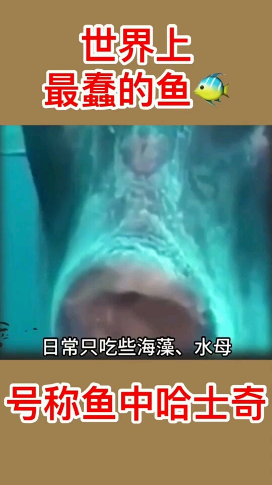 世界上最蠢的鱼。日常只吃些海藻、水母。号称鱼中哈士奇
