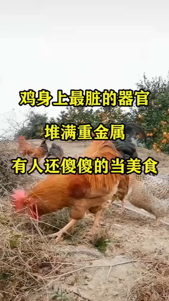 鸡身上最脏的器官,堆满重金属,有人还傻傻的当美食