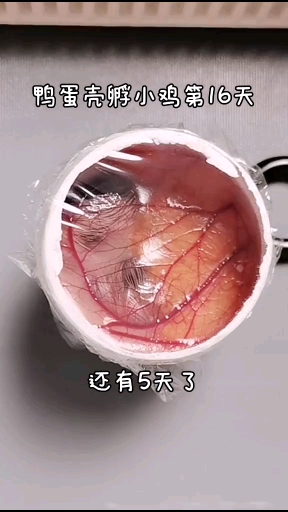 人工孵化小鸡