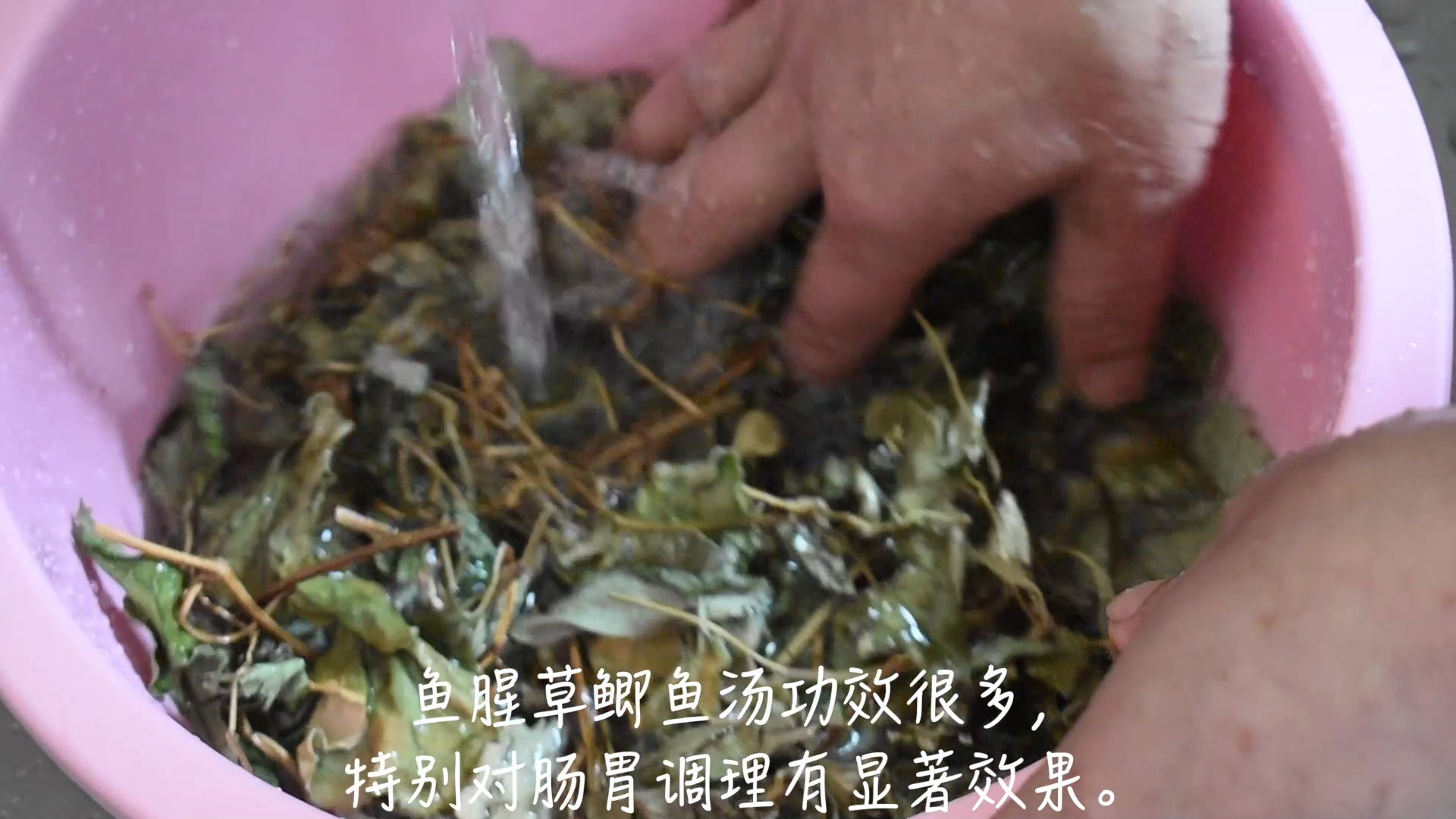 #轻知计划#三条鲫鱼,一块猪肉,一把鱼腥草,教你做独家秘方的健康营养炖汤