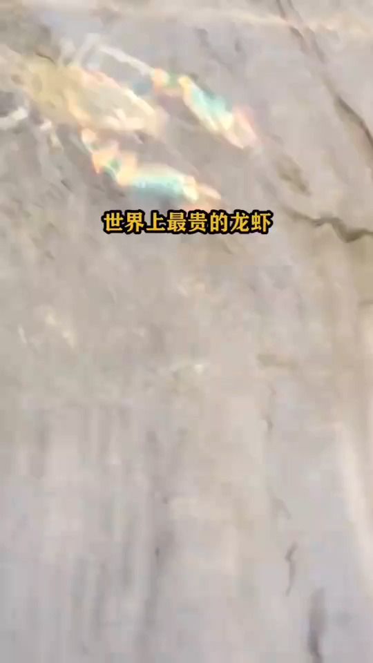 蓝龙虾....