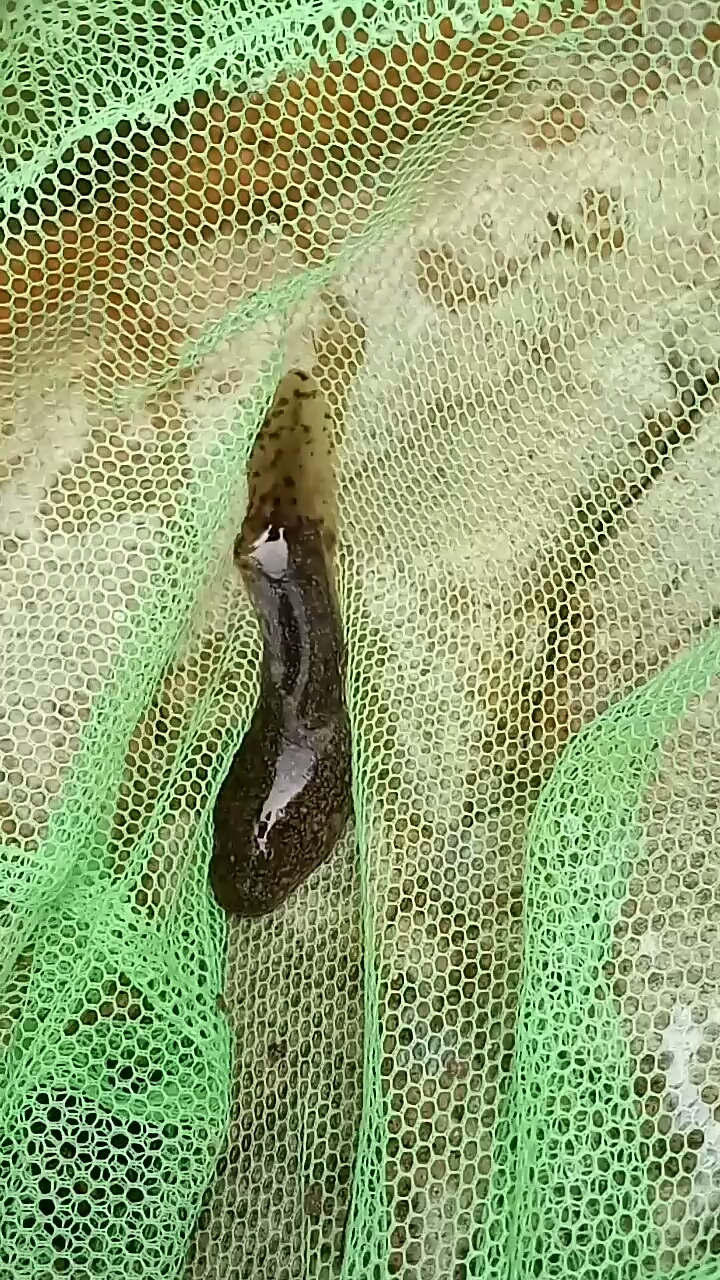 鲁山珍珠潭捞出来的娃娃鱼,不是蝌蚪。