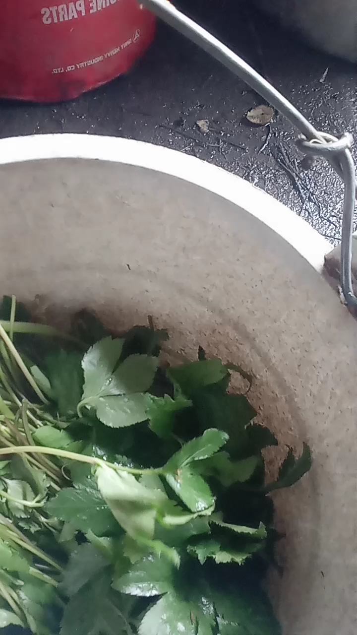 鸭掌草