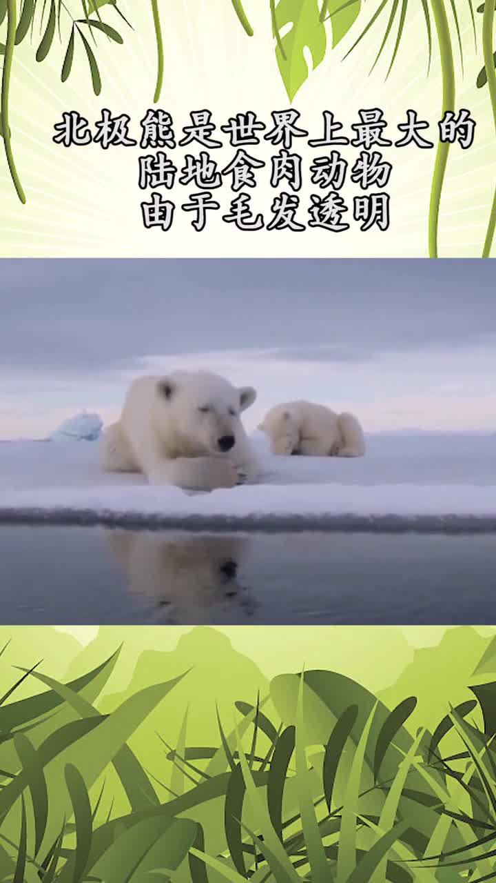 北极熊是世界上最大的陆地食肉动物由于毛发透明