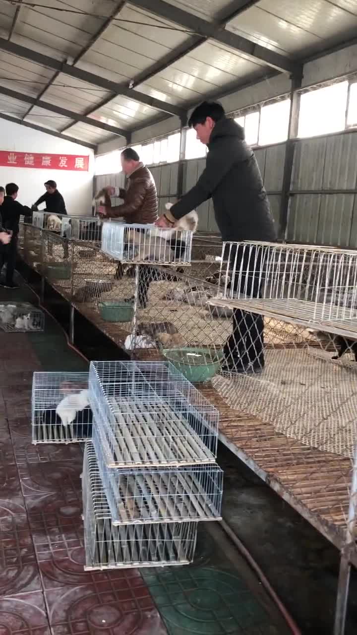 巨型肉狗苗五个月长100斤