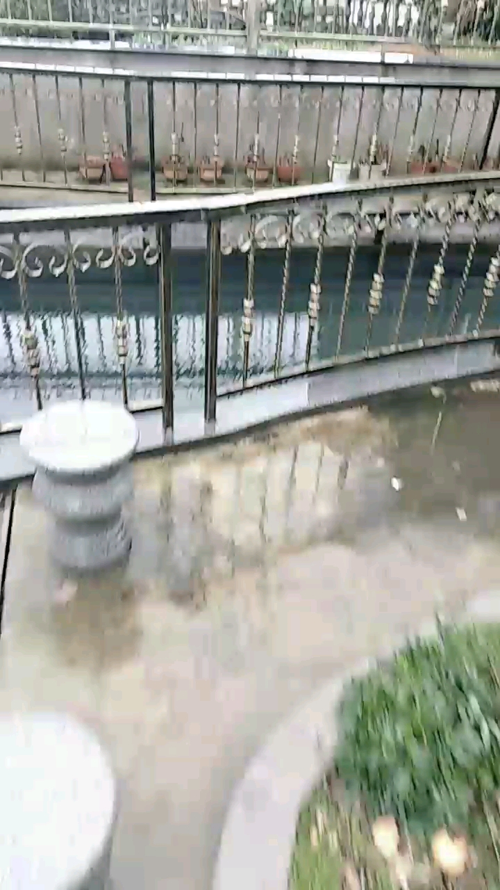 红鲤鱼绿鲤鱼与鱼