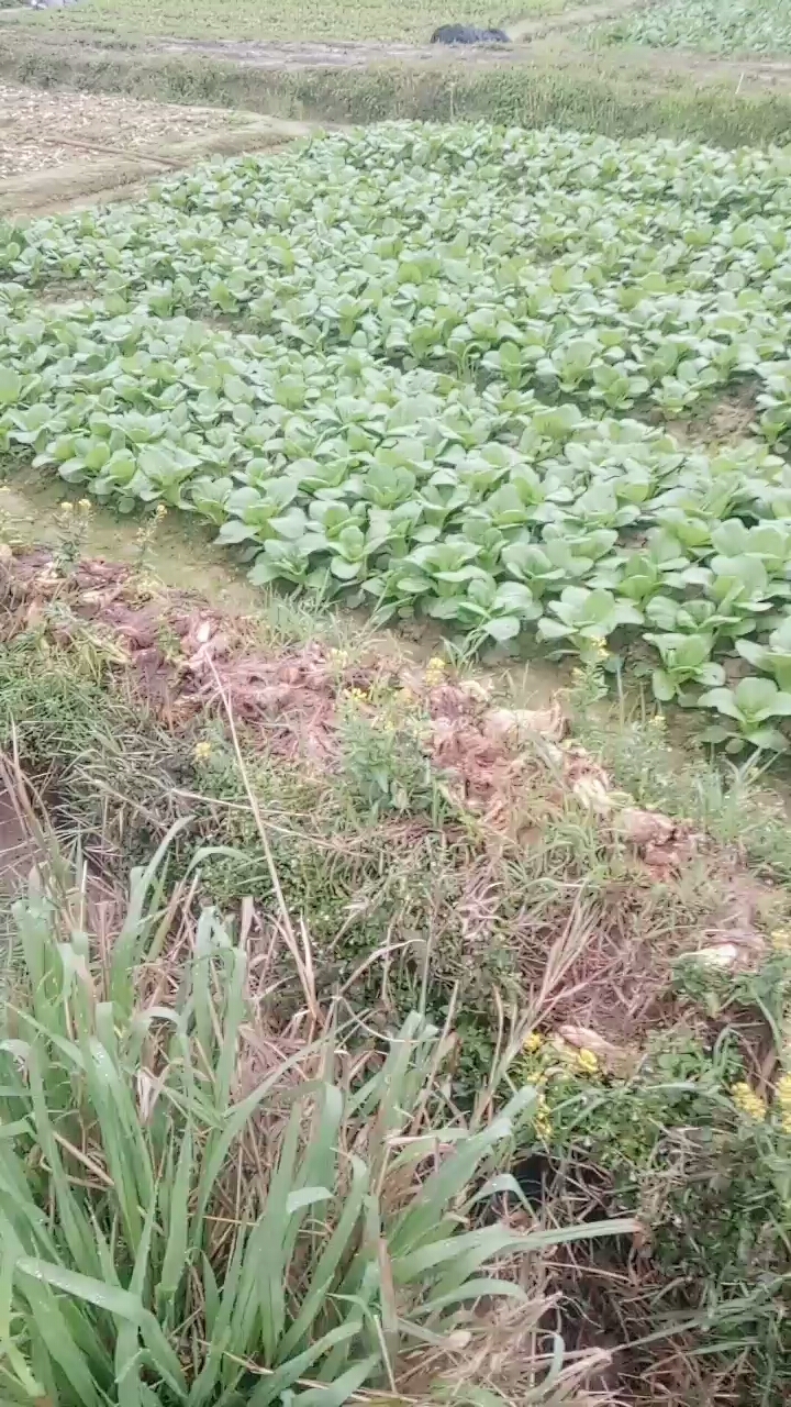 小白菜好漂亮