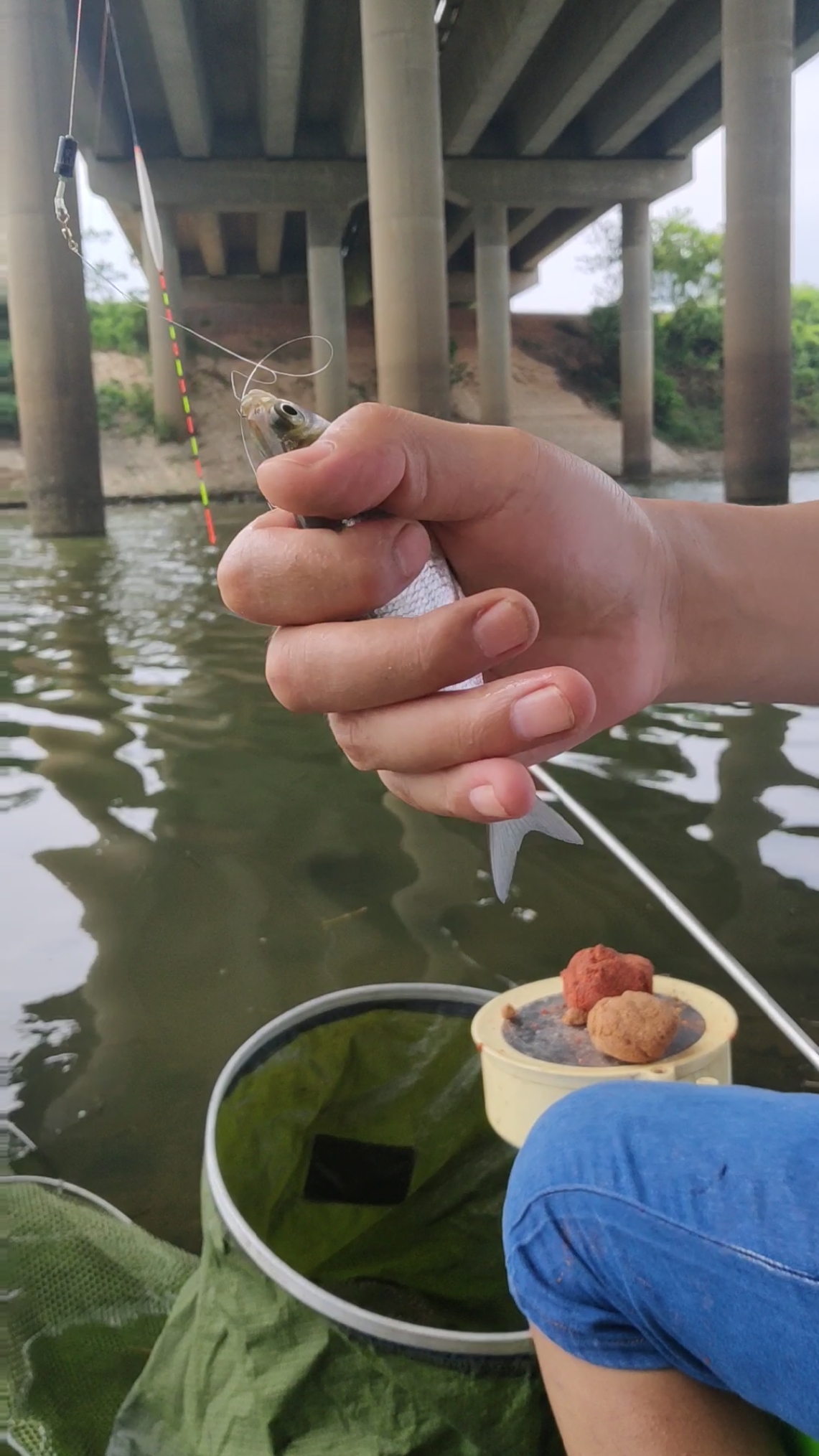 桥底下鳊鱼狂开口,下竿就来鱼