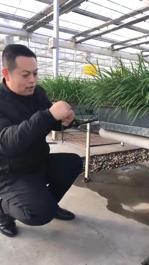 看视频学无土栽培,体验水培韭菜