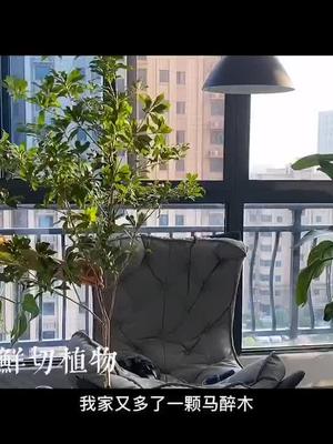#装修 会有人不喜欢这种植物吗,真的太好看了～把小森林搬回家的感觉#软装 #马醉木 #吊钟