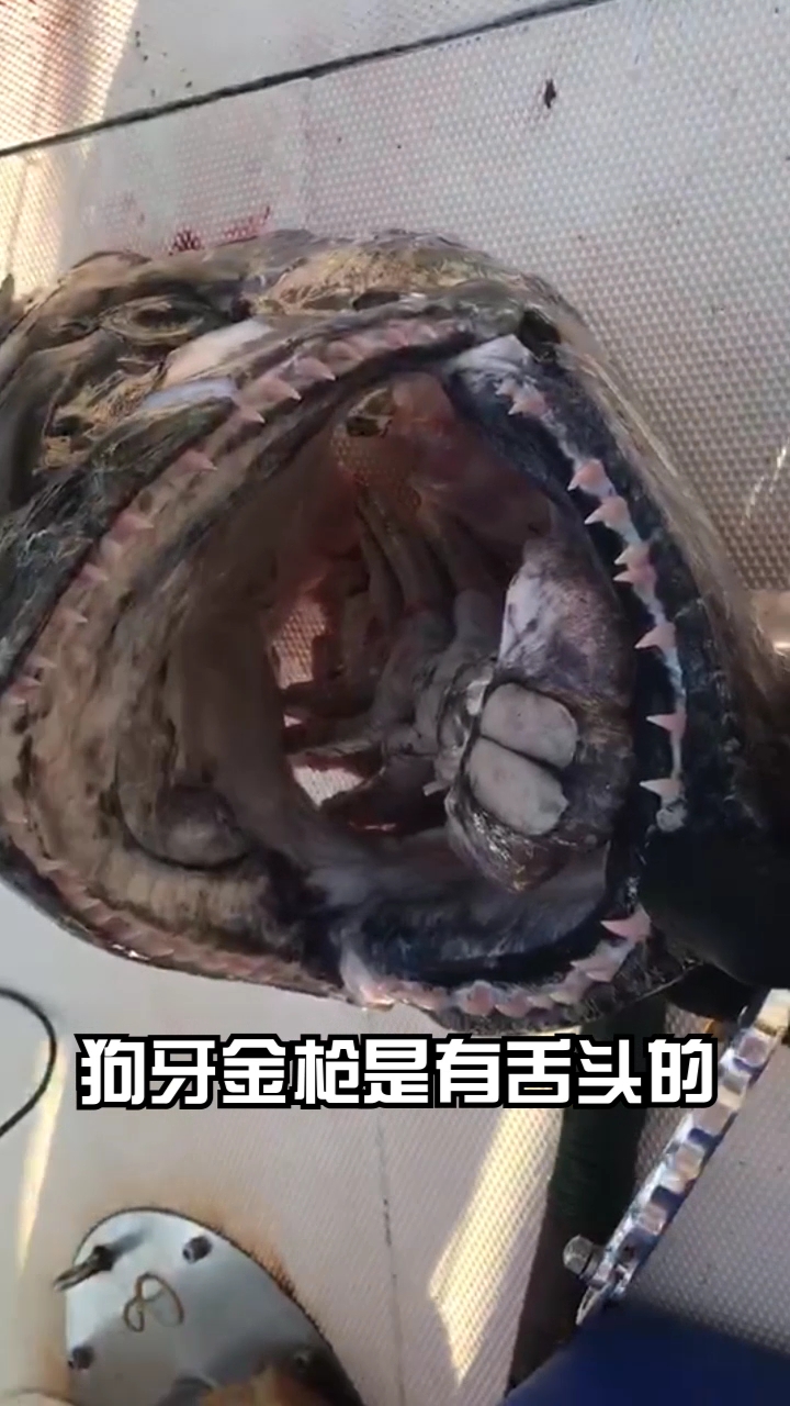 为什么狗牙金枪鱼不好钓?好不容易上钩还被鲨鱼截胡了