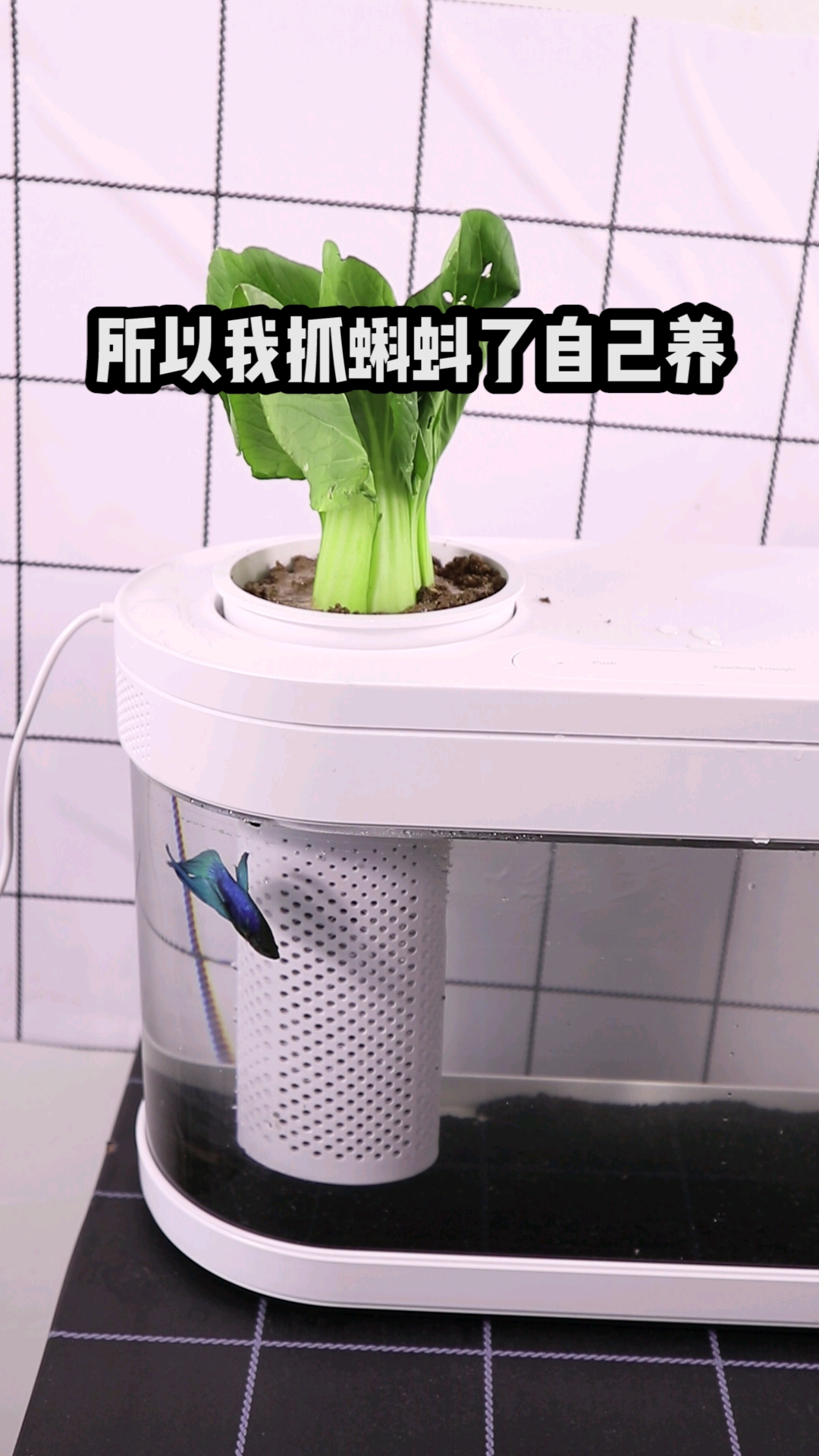 小蝌蚪要吃什么才能长大呢?