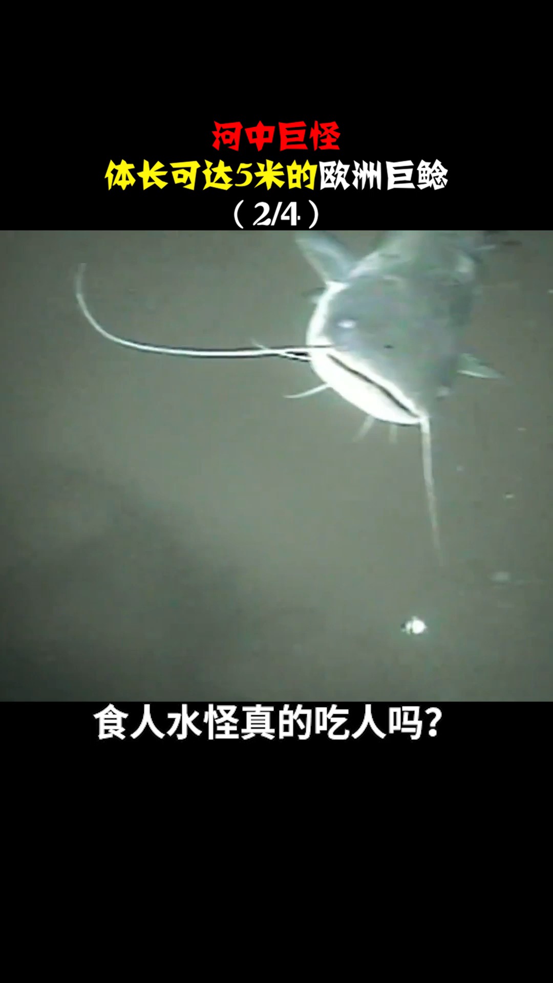 #动物世界猎奇#河中巨怪;体长可达5米的欧洲巨鲶(2)