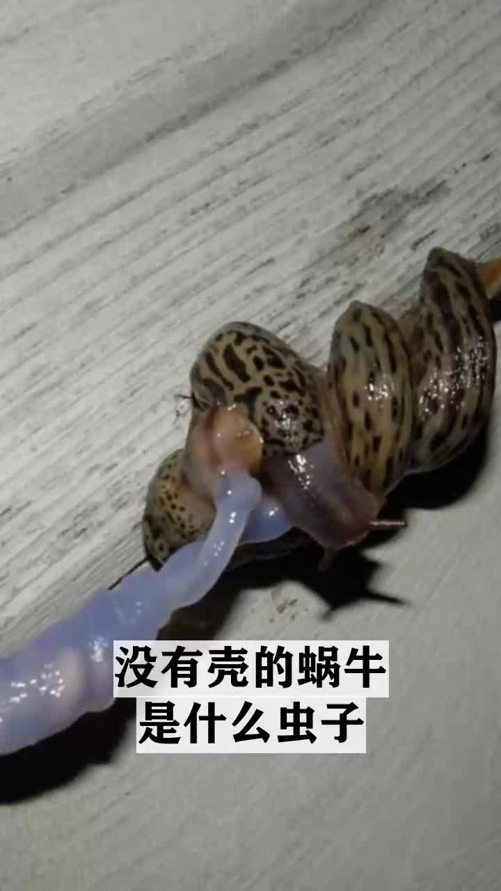没有壳的蜗牛是什么虫子