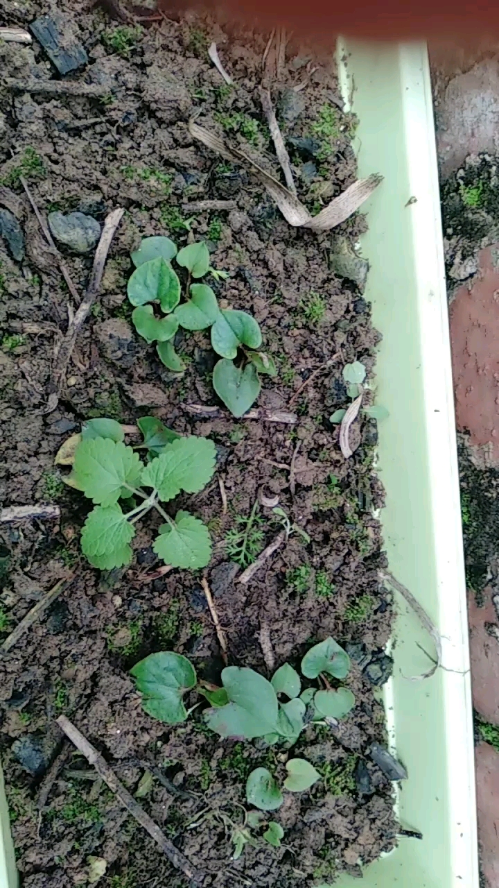 不长个的鱼腥草与薄荷