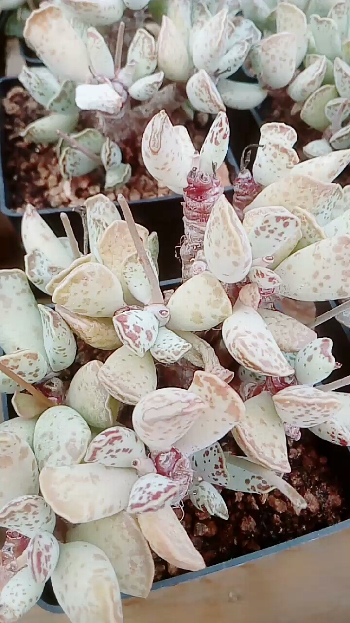 在千千万万的多肉品种之中,我最不喜欢它了。蛋糕水泡?