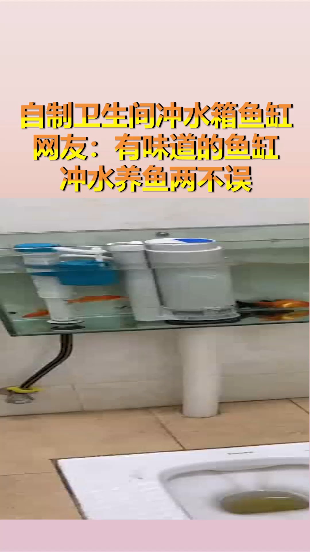 #我要上热门#男子自制卫生间冲水箱鱼缸!网友:有味道的鱼缸!冲水养鱼两不误