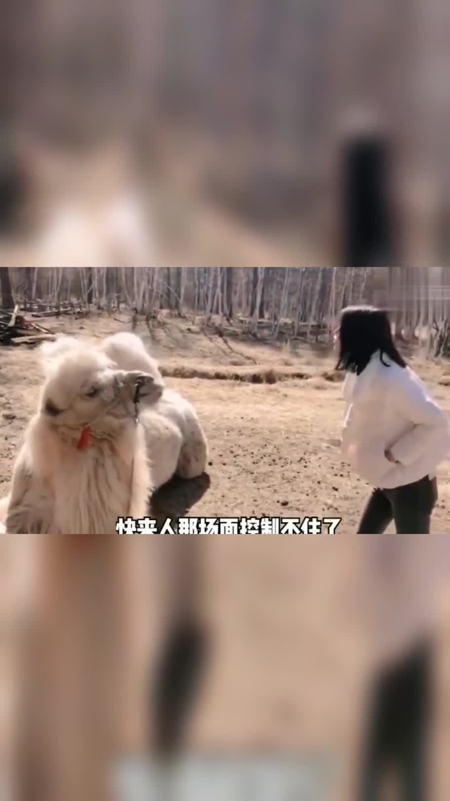 别问了!今晚我想吃狗肉!