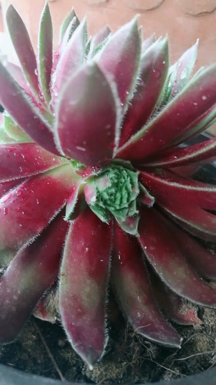 紫牡丹出侧芽了