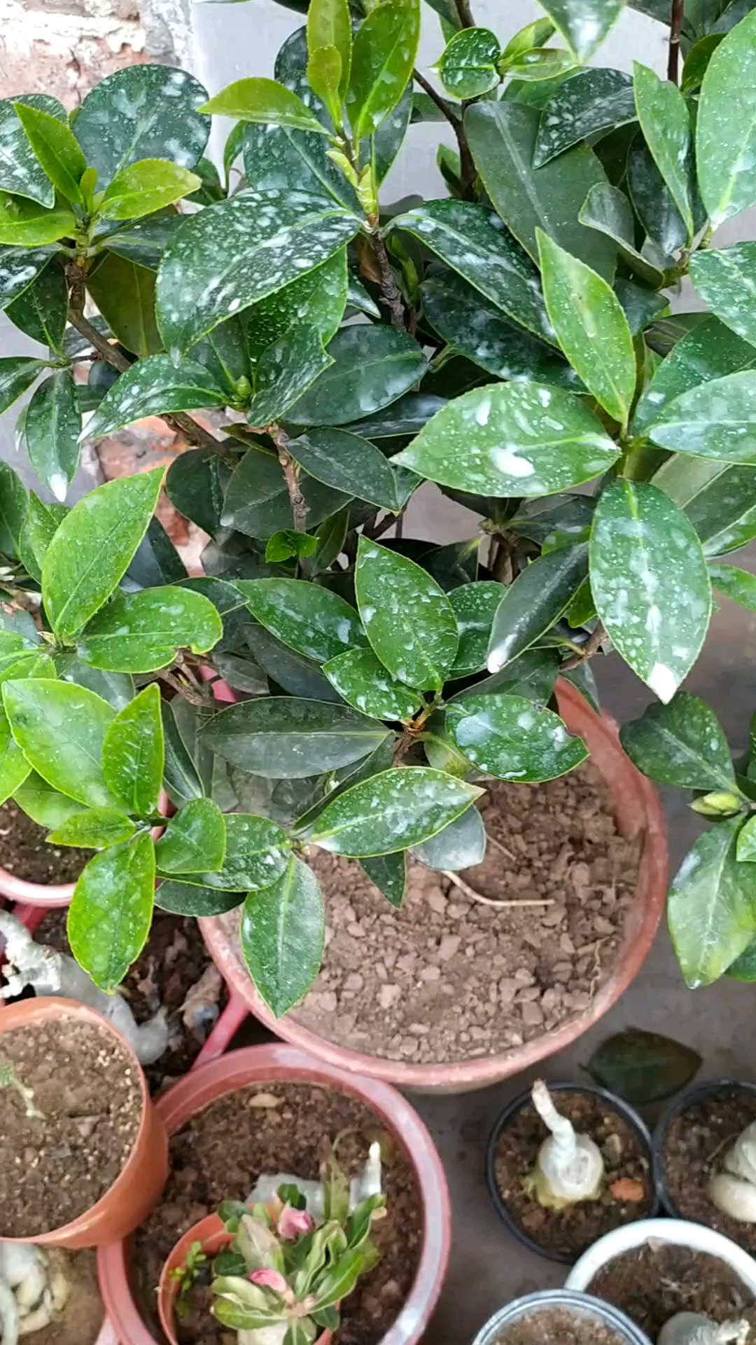 棕榈基地四季茶花  夏日七心开花图片  一年四季开花