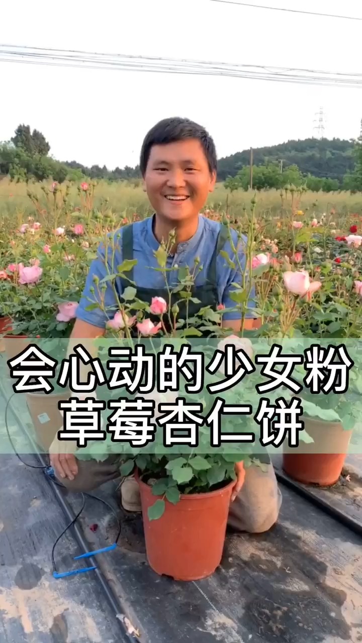 看一眼就会心动的“草莓杏仁饼”你有吗!#月季