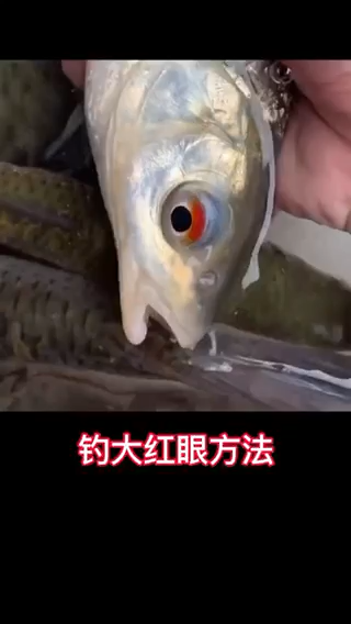 红眼鱼怎么钓用什么饵