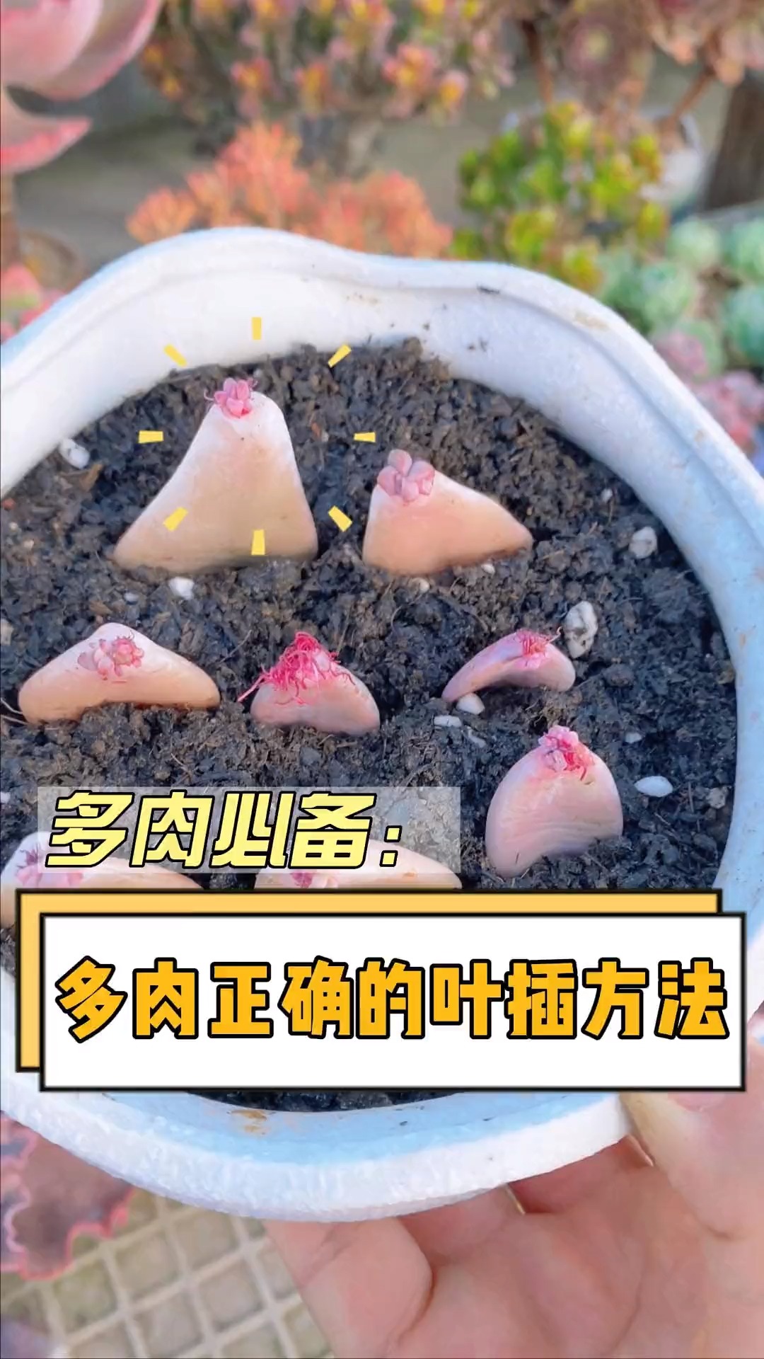 你们之前的叶插很可能都插反了哦！叶插这样做，成功率更高#多肉#多肉植物#