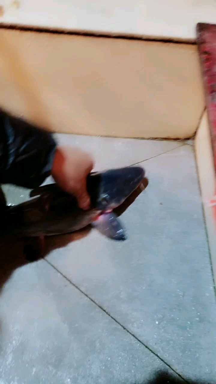 自驾游之宜昌三峡人家肥鱼