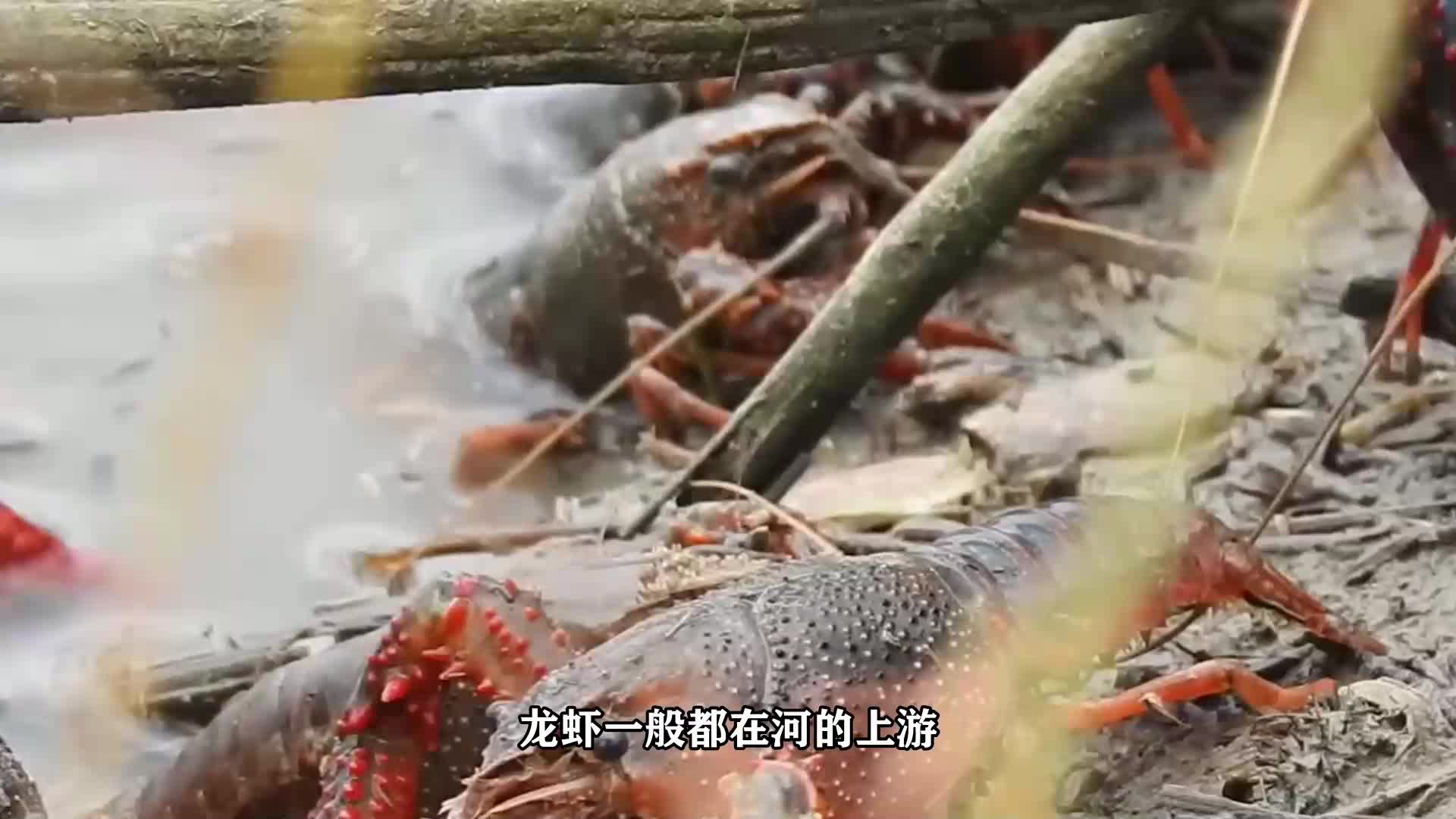 龙虾一般都在河的什么地方