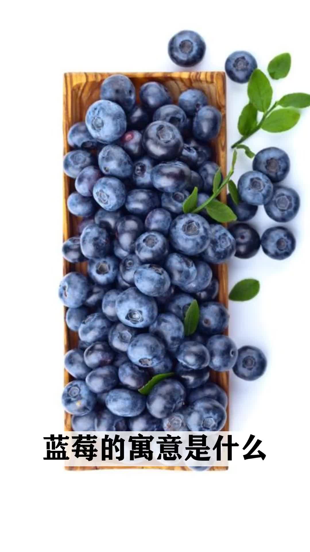 一起探寻植物的秘密,蓝莓的寓意是什么