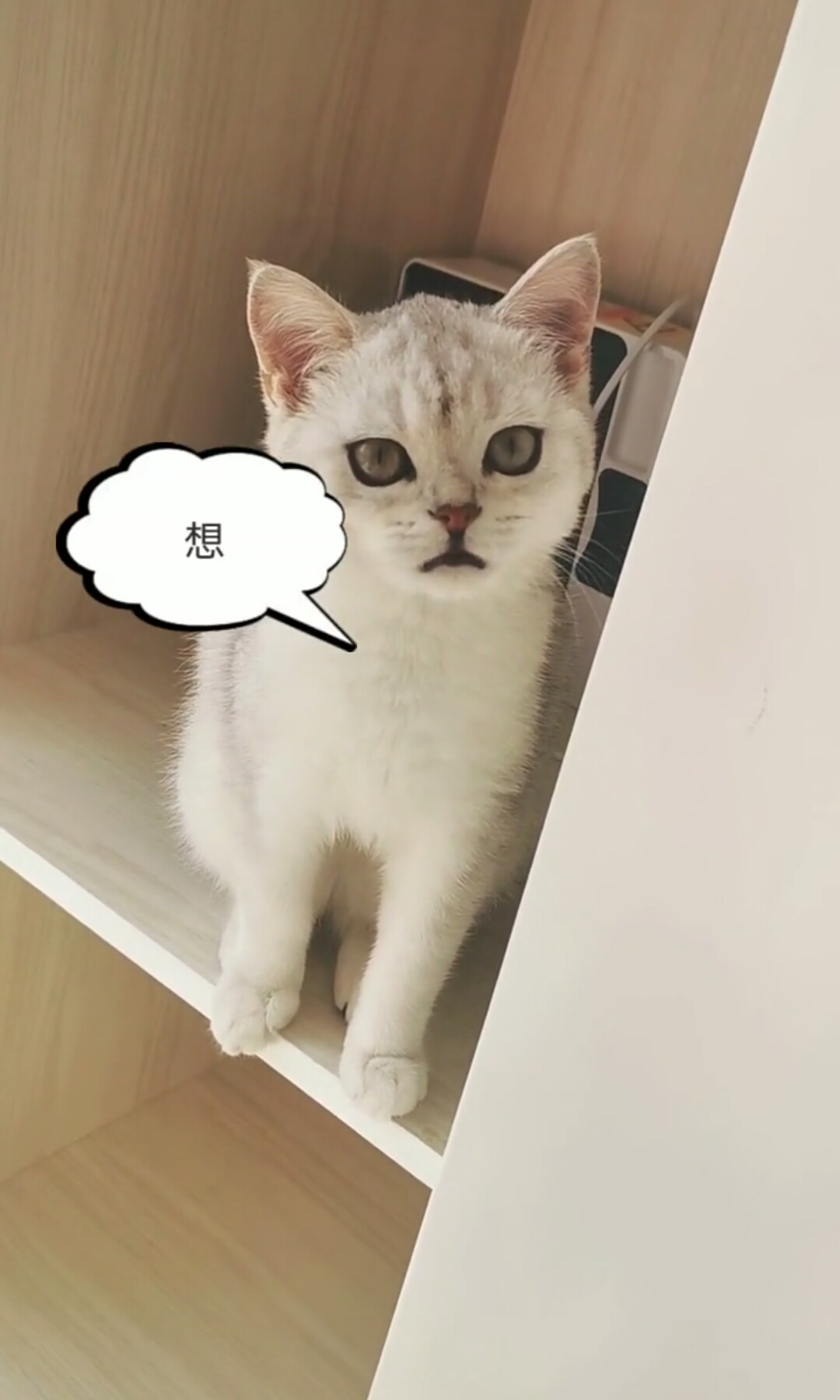 小年糕真可爱。俊俊滴